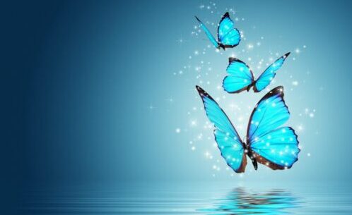 Votre transformation